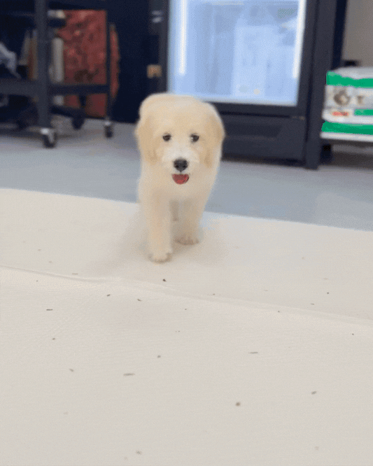🌤️ Sunshine: Mini Cream Golden Doodle🇸🇬 (Girl)