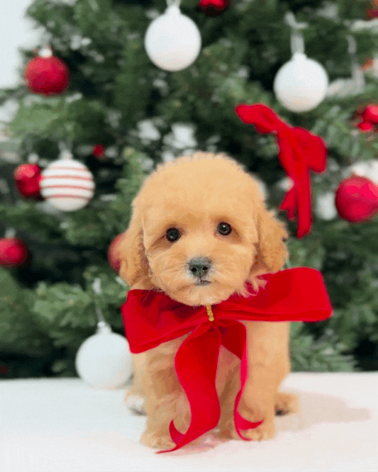 🌸💖 Mika: Brown Tiny Maltipoo 🇸🇬 (Girl)
