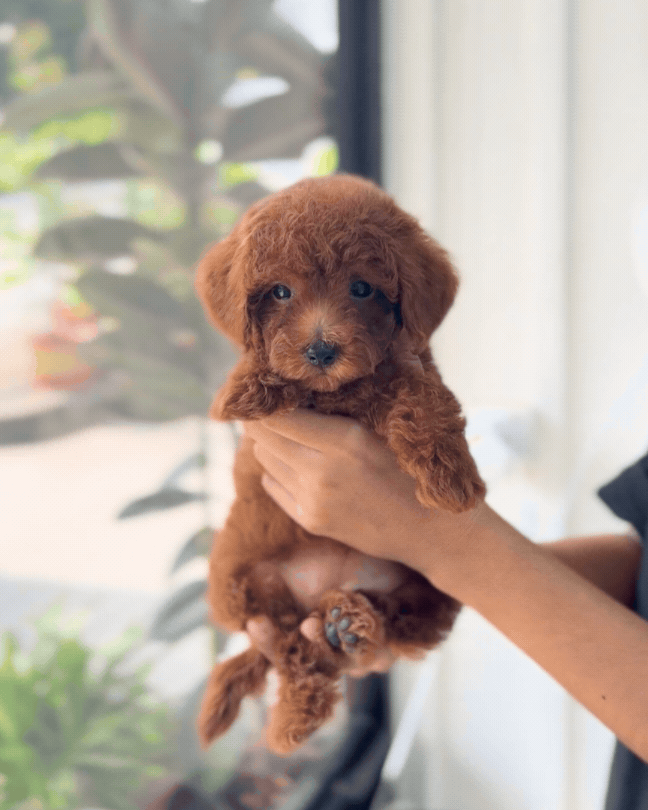 💘 Cupid: Red Tiny Toy Poodle 🇸🇬 (Girl)