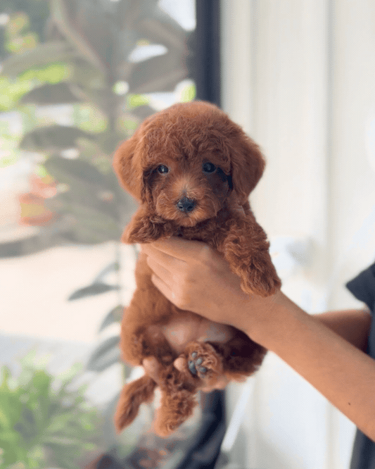 💘 Cupid: Red Tiny Toy Poodle 🇸🇬 (Girl)