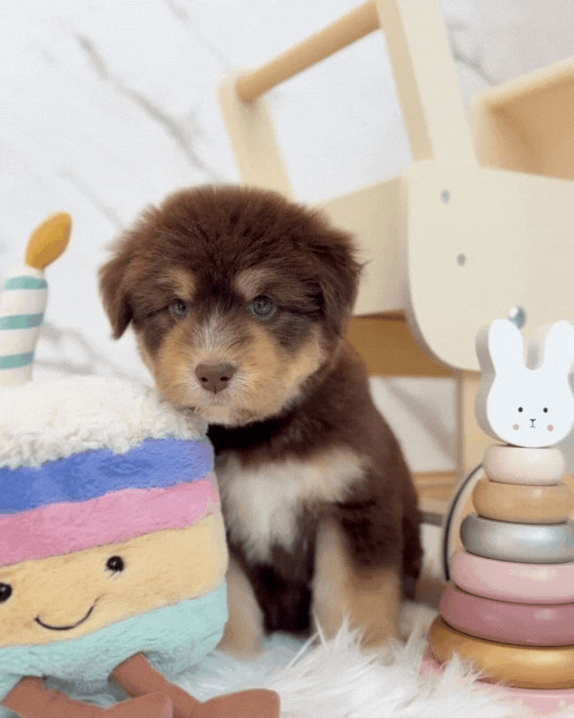 ⚡️Misti: Mini Parti Chocolate & Red White Husky Doodle 🇸🇬 (Girl)