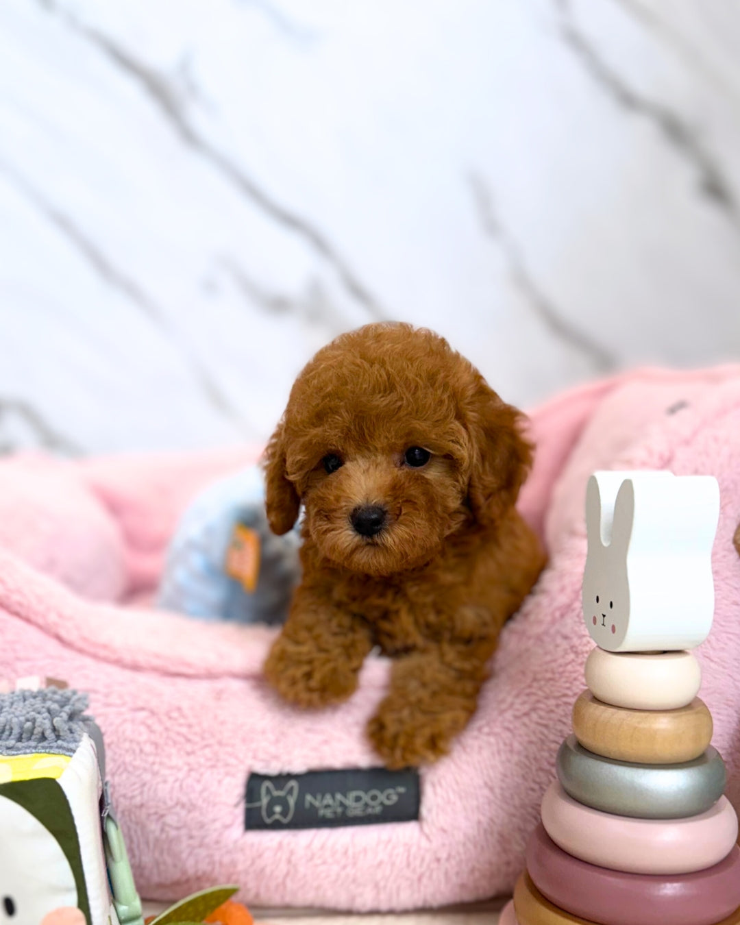 🌼 Bomi: Apricot Maltipoodle 🇸🇬 (Girl)