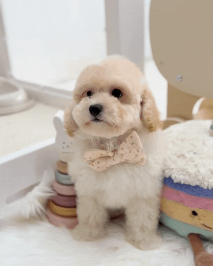 ☁️ Mila: Cream Toy Maltipoo 🇸🇬 (Girl)