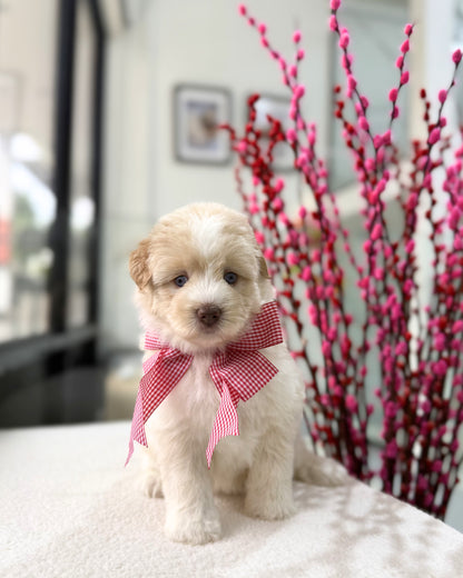 🐻‍❄️🐾🩵 Xue Li 雪梨: Mini Pomskypoo 🇸🇬 (Girl)