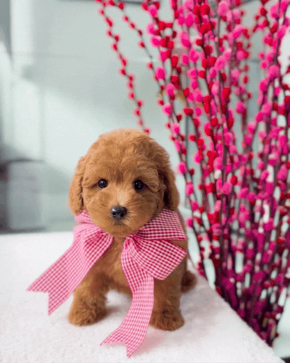 🎶🧸 Domi: Red Toy Bichonpoo 🇸🇬 (Boy)