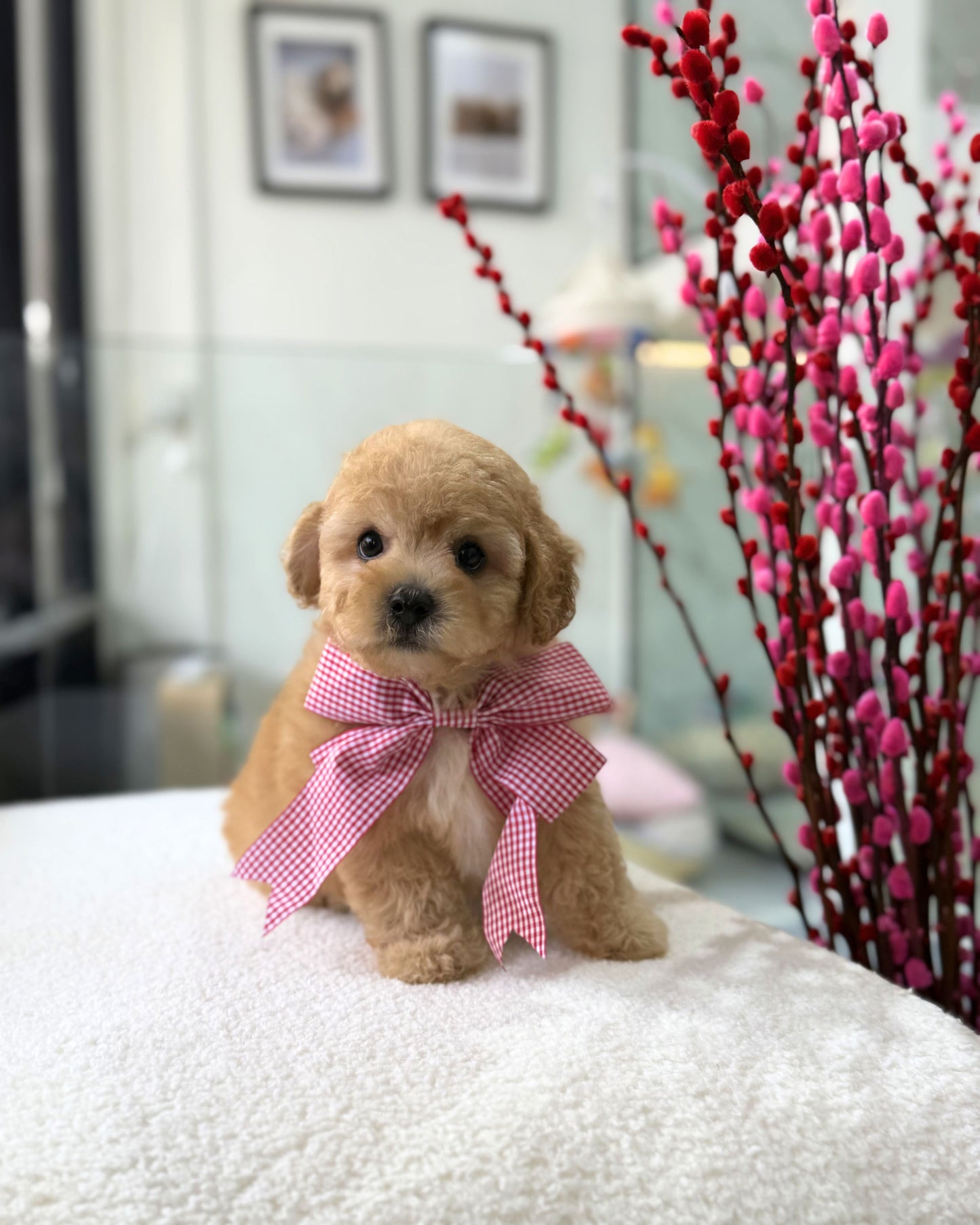 🧸🐾 Nico: Brown Maltipoo 🇸🇬 (Boy)