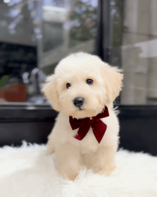 🦦 Shiro: Cream Schnoodle 🇸🇬 (Boy)