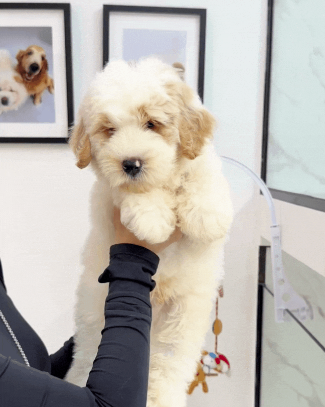 🐻 Grizz: Mini Parti Cream Brown Chow Doodle 🇸🇬 (Boy)