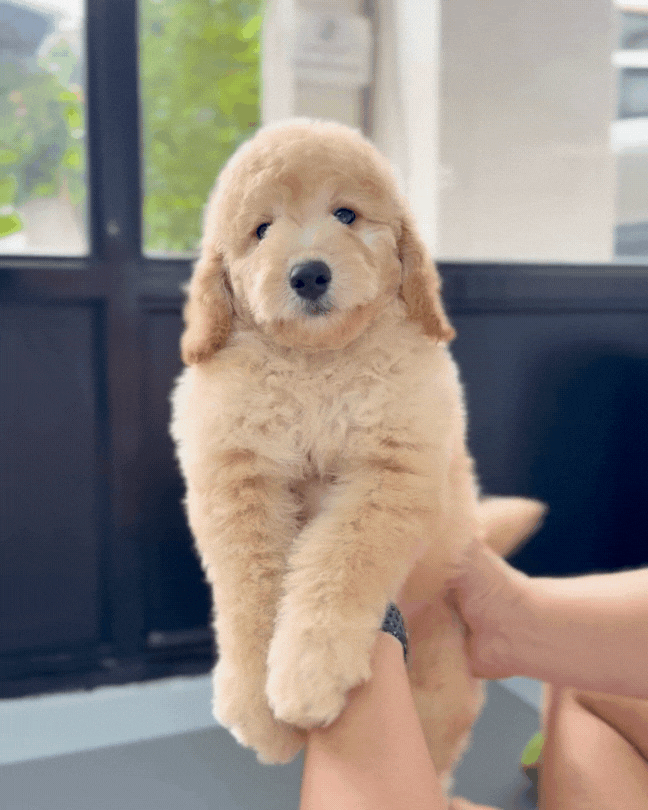 🦋 Nabi: Cream Brown Mini Golden Doodle F1BB 🇸🇬 (Girl)
