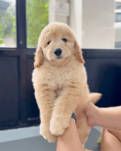 🦋 Nabi: Cream Brown Mini Golden Doodle F1BB 🇸🇬 (Girl)