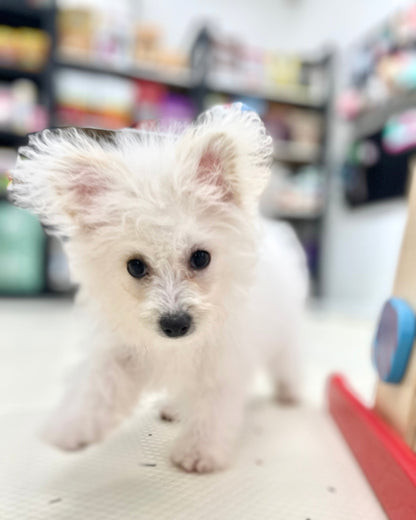 Bibi: Cream Pomapoodle 🇸🇬 (Girl)
