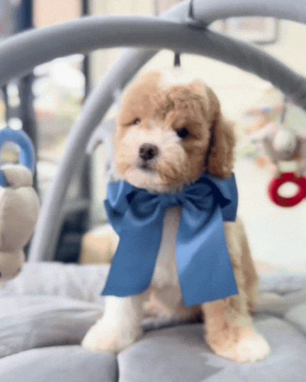☁️🧸 Ari: Parti Brown White Toy Cavapoo 🇸🇬 (Girl)