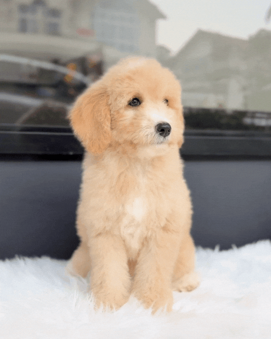 🍊 Mikan: Light Brown Mini Double Doodle 🇸🇬 (Girl)