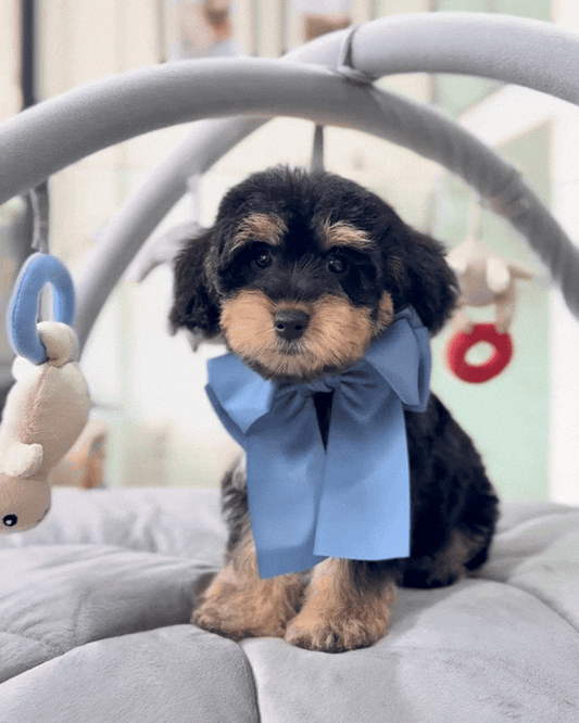 🖤🤎 Kimi: Parti Black Tan Toy Schnoodle 🇸🇬 (Girl)