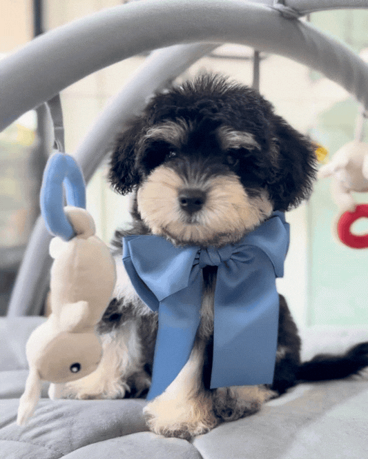 🖤🤎 Kimchi: Parti Black Cream Toy Schnoodle 🇸🇬 (Boy)