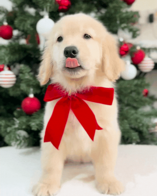 🍯🦁 Honey: Cream Golden Retriever 🇸🇬 (Girl)