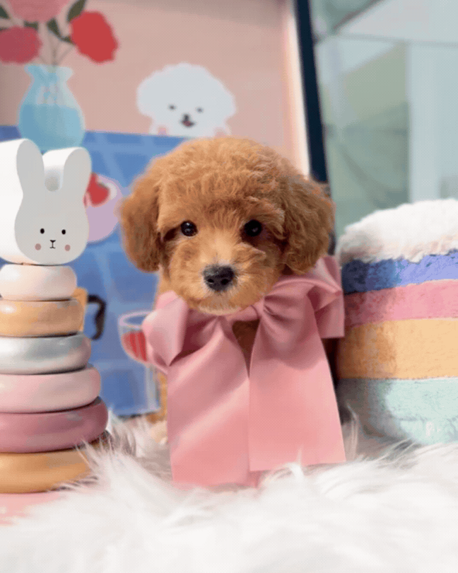 🐶✨ Milo: Brown F1B Toy Cavapoo 🇸🇬 (Boy)