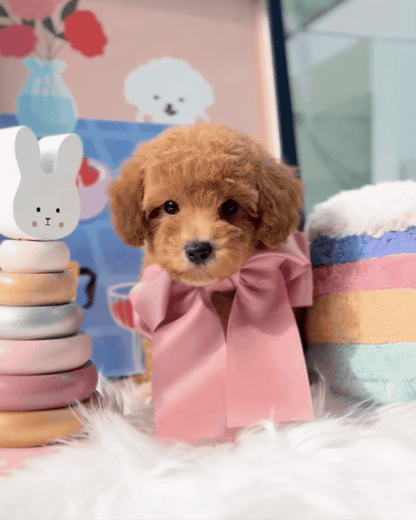🐶✨ Milo: Brown F1B Toy Cavapoo 🇸🇬 (Boy)