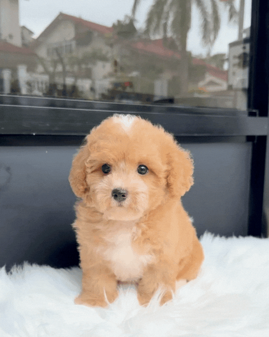🧁 Muffin: Cream Brown Cavapoo 🇸🇬 (Girl)