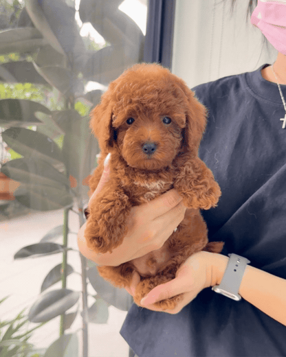 💘 Arrow: Red Tiny Toy Poodle 🇸🇬 (Boy)