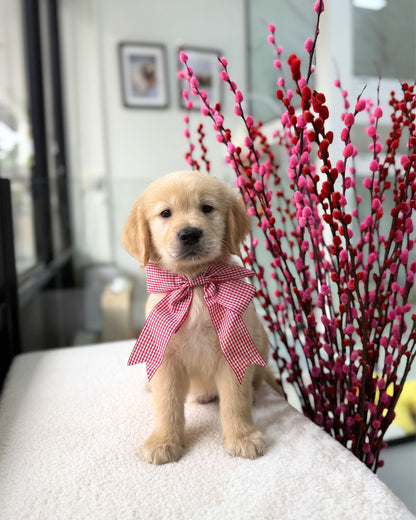 🍀☀️✨Lucky 9: Golden Retriever 🇸🇬 (Boy)