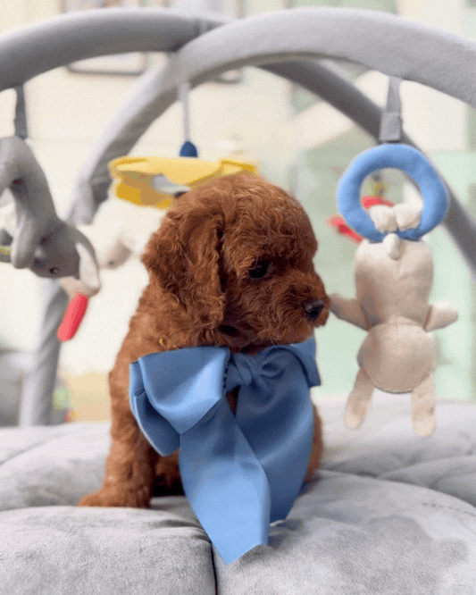 ☁️🧸 Juno: Brown Toy Cavapoo 🇸🇬 (Boy)