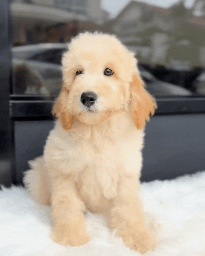 🍕Pizza: Cream Brown Mini English Golden Doodle 🇸🇬 (Boy)