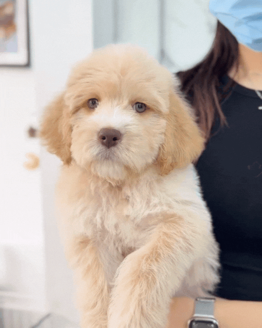 🦁Tiger: Cream Mini Labradoodle 🇸🇬 (Girl)