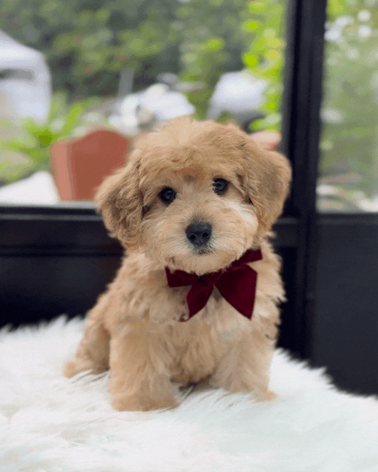 🌰 Maron: Sable Schnoodle 🇸🇬 (Boy)