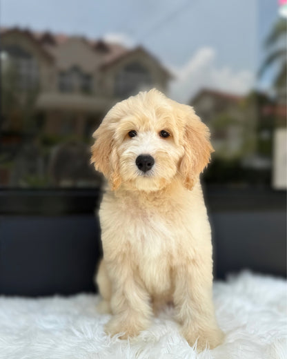 🧸 Ralphie: Cream Brown Mini English Golden Doodle 🇸🇬 (Boy)