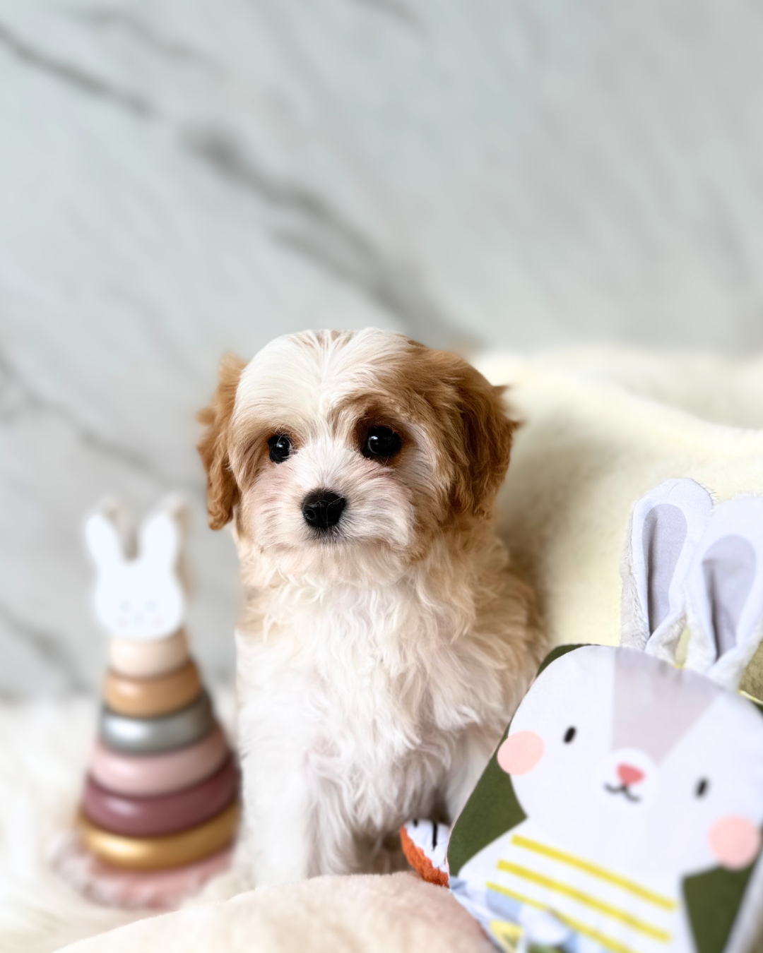 DAISY: PARTI BROWN & WHITE CAVAPOO 🇮🇪 (FEMALE)