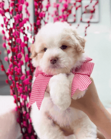 🍊🍊 Nian Gao 年糕: Parti Chowpoo 🇸🇬 (Girl)