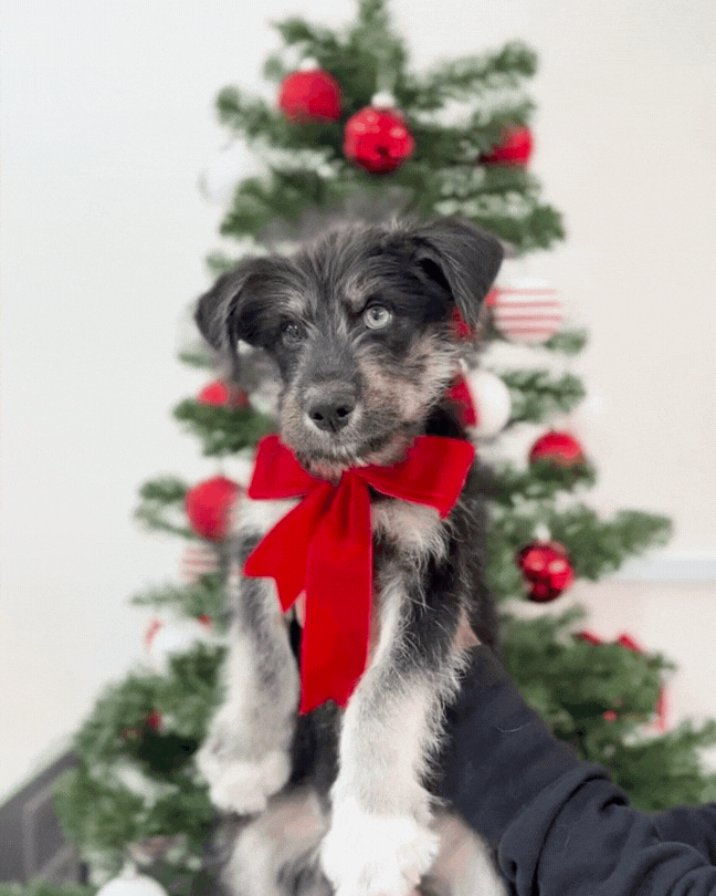 🐺Panther: Mini Parti Black & White Husky Doodle 🇸🇬 (Boy)