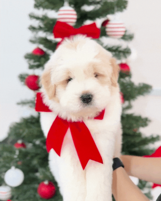 🐻‍❄️ Pangpang 胖胖: Cream Mini Chow Spitz Doodle 🇸🇬 (Boy)