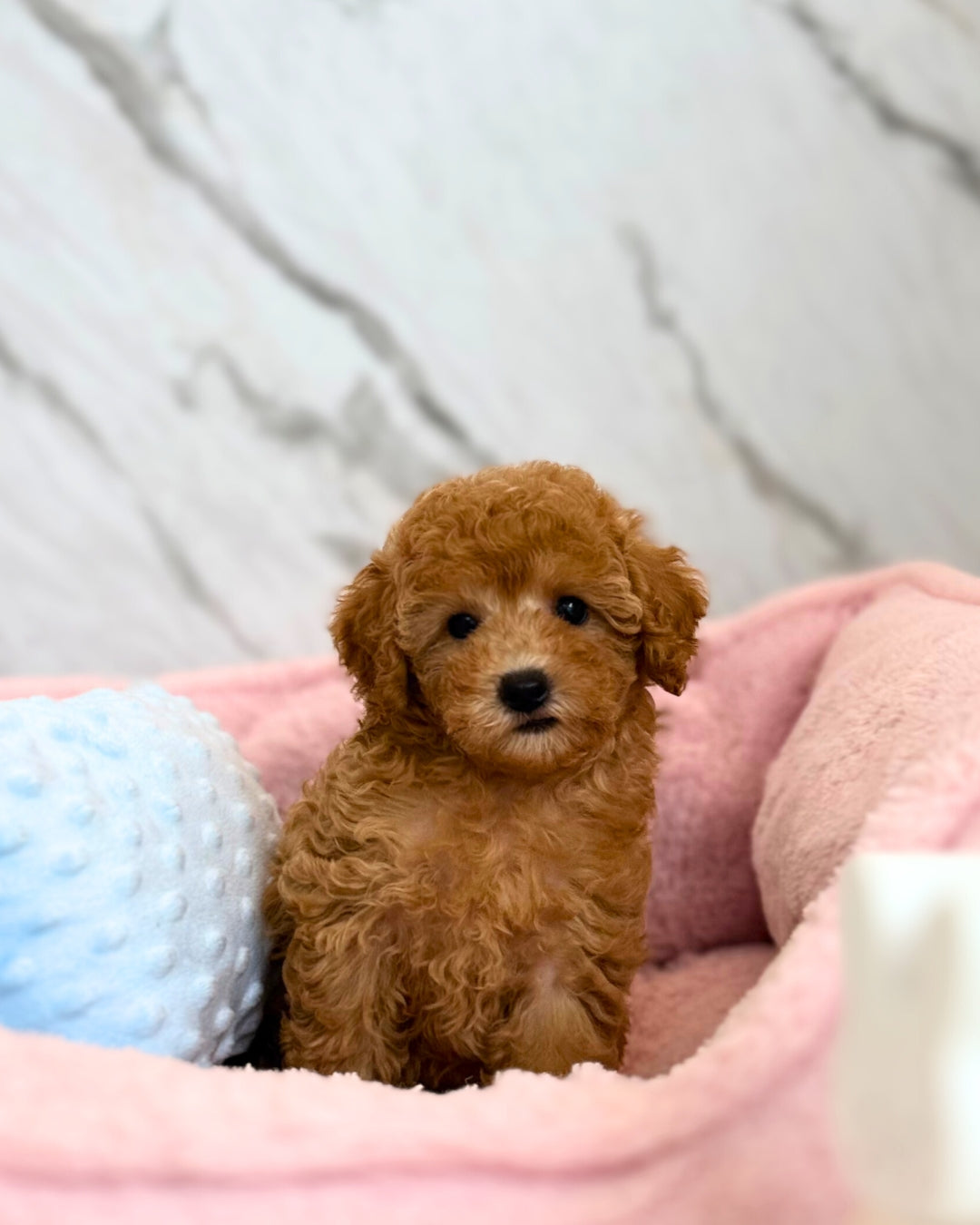 💌 Eunbi: Apricot Maltipoodle 🇸🇬 (Girl)