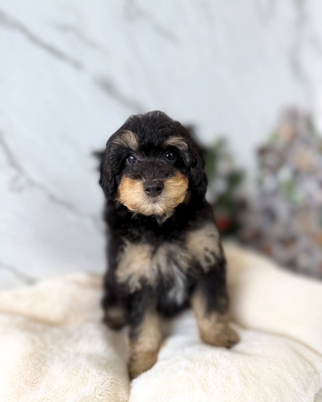 Mario: Parti Black & Tan Maltipoodle 🇬🇧 (Boy)