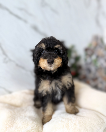 Mario: Parti Black & Tan Maltipoodle 🇬🇧 (Boy)