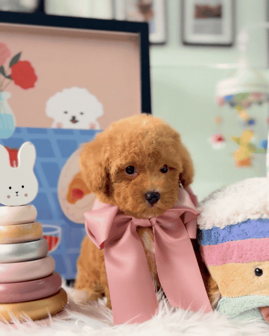 🐶✨ Soju: Brown F1B Toy Cavapoo 🇸🇬 (Girl)