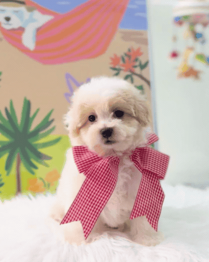 🐶🐾 Bumi: Cream Toy F1B Maltipoo 🇸🇬 (Boy)