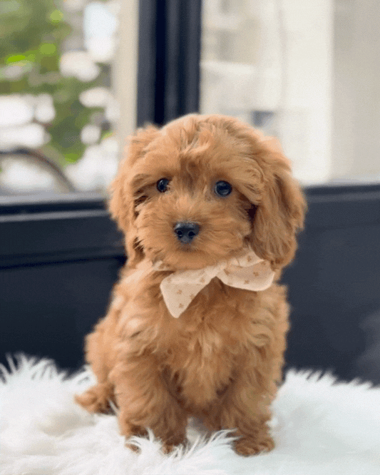 ☕️ Chino: Red Toy Cockapoo 🇸🇬 (Boy)