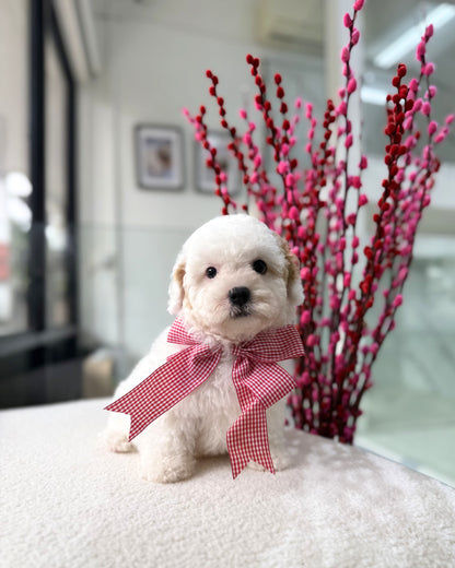 🐶🐾Coconut: Parti White & Brown Toy Cavapoo 🇸🇬 (Boy)