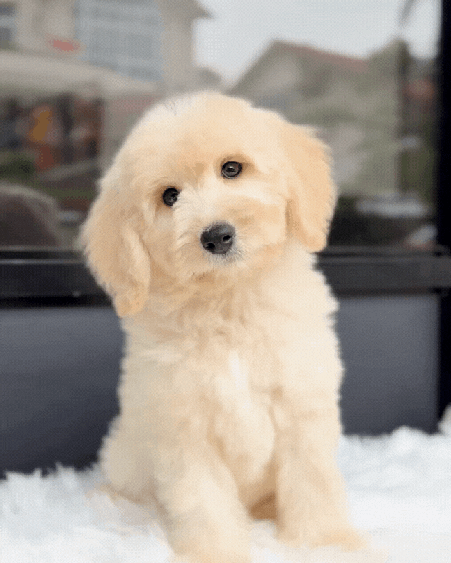 🐻 Chairo: Light Brown Mini Double Doodle 🇸🇬 (Boy)