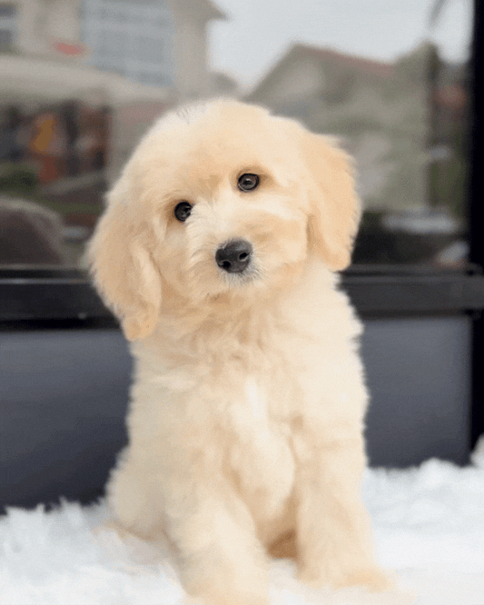 🐻 Chairo: Light Brown Mini Double Doodle 🇸🇬 (Boy)