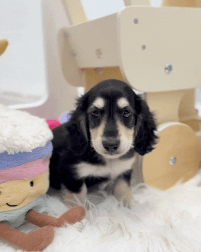 🥟 Bao: Long Coat Miniature Black & Cream Dachshund 🇸🇬 (Boy)