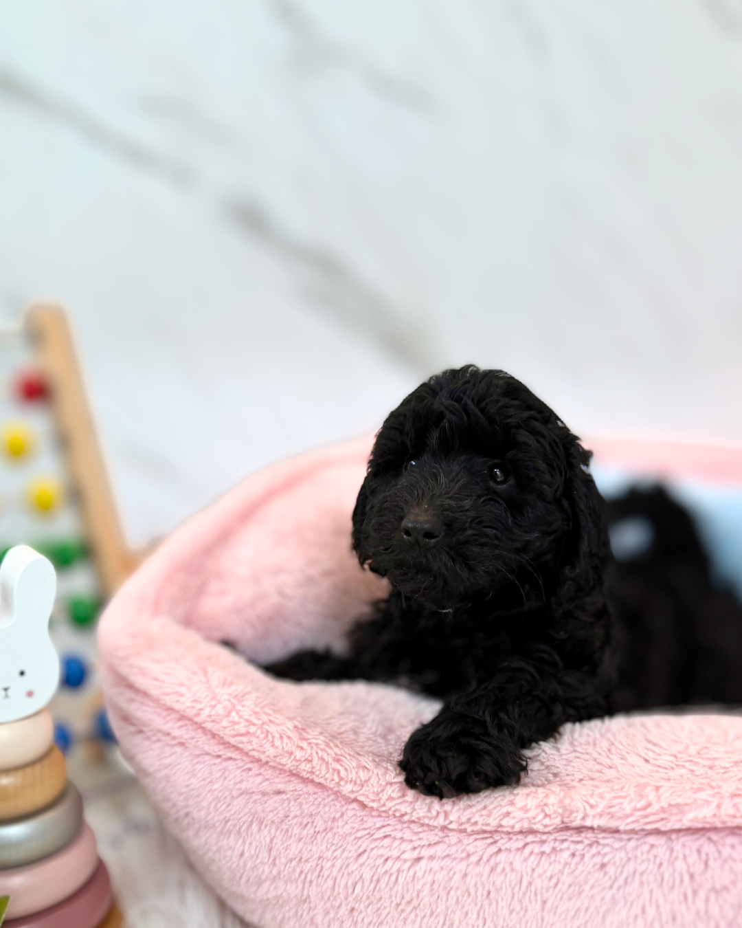 🌑 Nyx: Black Mini Labradoodle F1B 🇸🇬 (Girl)