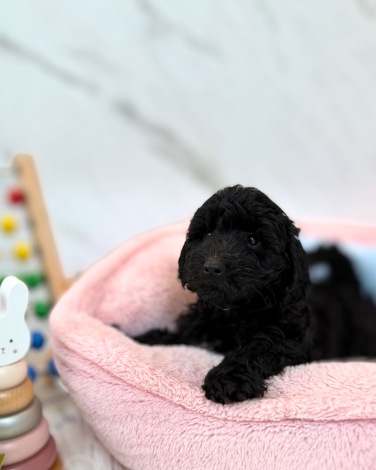 🌑 Nyx: Black Mini Labradoodle F1B 🇸🇬 (Girl)