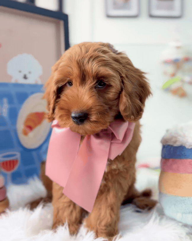 🧸✨ Kenai: Red Cavapoo 🇸🇬 (Boy)