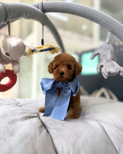 🩷✨ Lumi: Brown Toy Poodle 🇸🇬 (Girl)