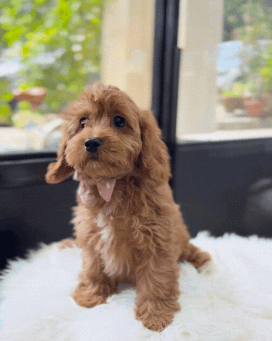 💝 Mocha: Red Toy Cockapoo 🇸🇬 (Girl)