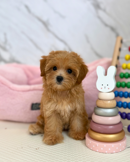 🌷Nari: Brown Maltipoo 🇸🇬 (Girl)
